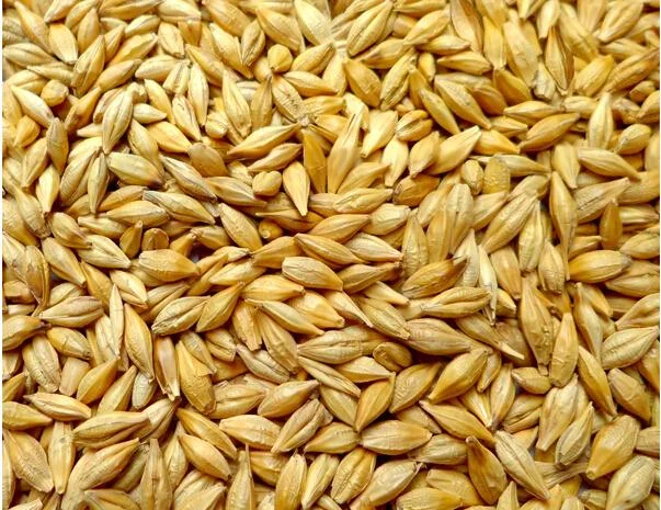 Ячмень сорт Світоч Носівський на продажу- фото № 1