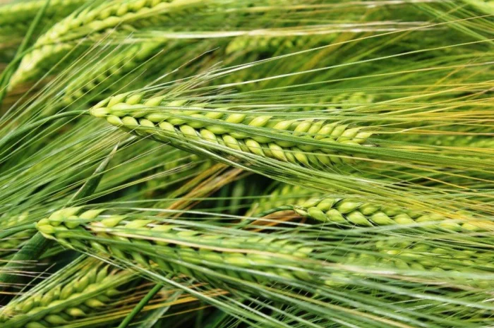 Продаж озимого ячменю 9-й Вал- фото № 1