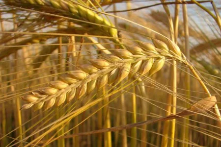 Ячмінь озимий Тітус на продаж- фото № 1