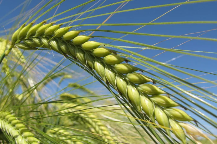 Продам ячмінь КВС Фаро- фото № 1