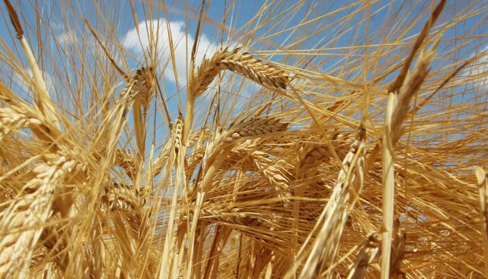 Озимий ячмінь Парадіс – продаж- фото № 1