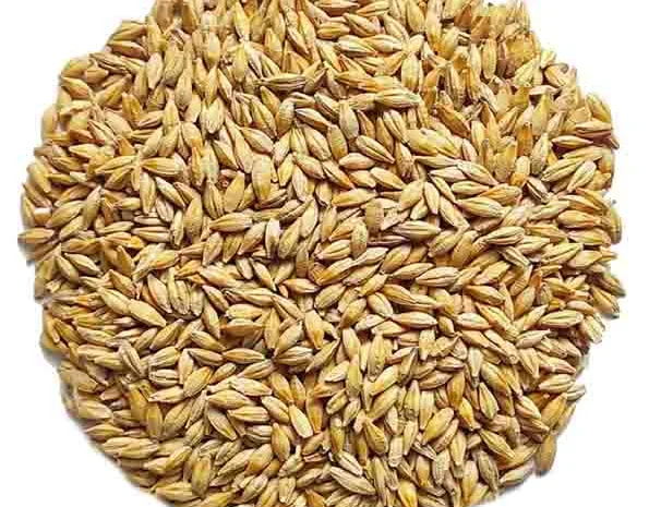 Продаж озимого ячменю сорту Казанова- фото № 1