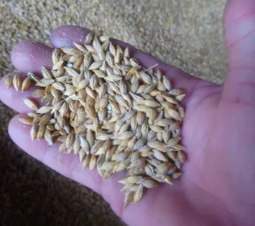 Куплю ячмінь Спітфаєр для пивоваріння- фото № 1