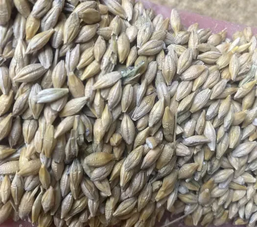 Продажа ячменя Себастіан пивоварний- фото № 1