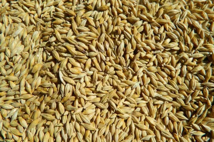 Продажа товарного и посевного ячменя пивоваренного- фото № 1