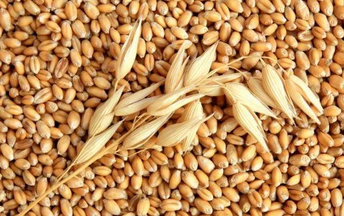 Пивоварний ячмінь 100 тонн- фото № 1