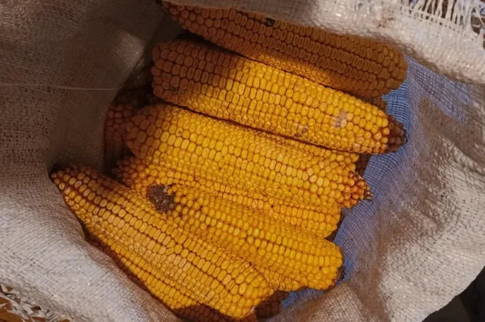 Кукурудза в качанах на продаж- фото № 1