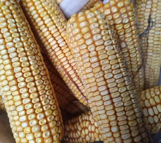 Продажа кукурузы домашней в Виннице- фото № 1