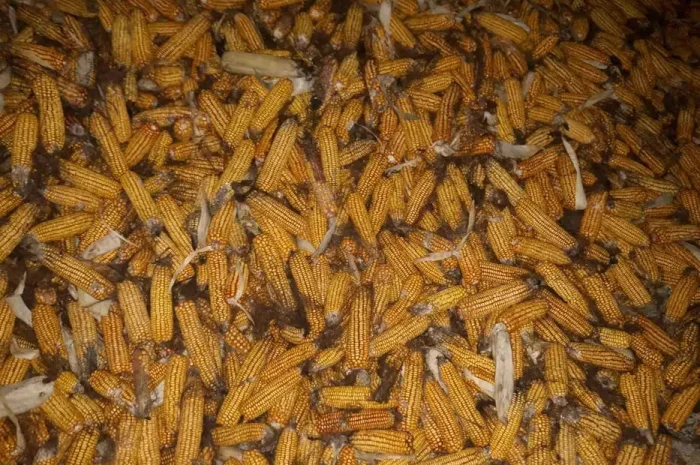 Продажа кукурузы в качанах 2025 года- фото № 1