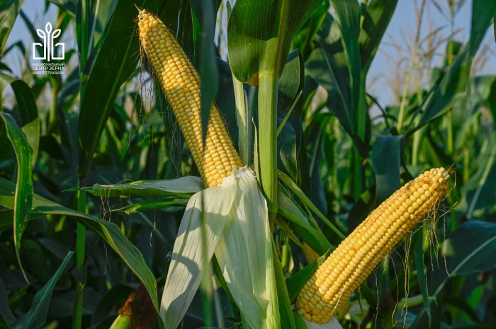 Кукурудза в качанах на продаж- фото № 1