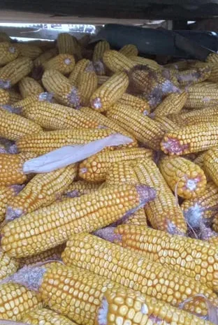 Кукурудза в качанах 2025 року- фото № 1