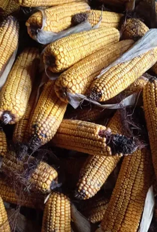 Кукуруза в качанах на продажу- фото № 1