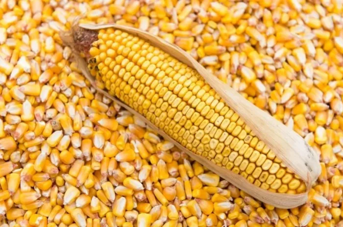 Пропозиція кукурудзи свіжого врожаю- фото № 1