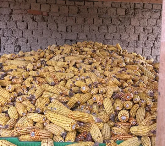 Продаю свіжозібрані качани кукурудзи 2025- фото № 1