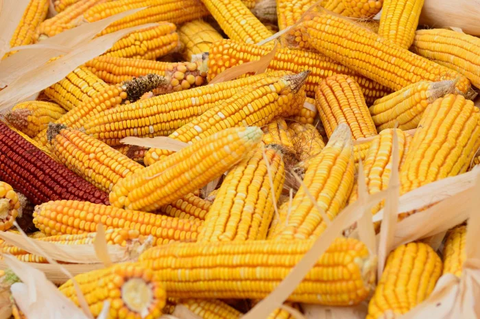 Покупка мертвых отходов кукурузы с самовывозом- фото № 1