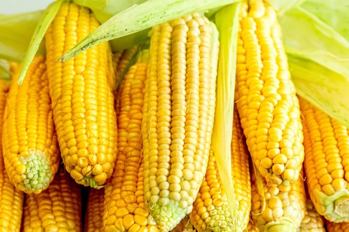 Покупка кукурузы и отходов от кукурузы- фото № 1