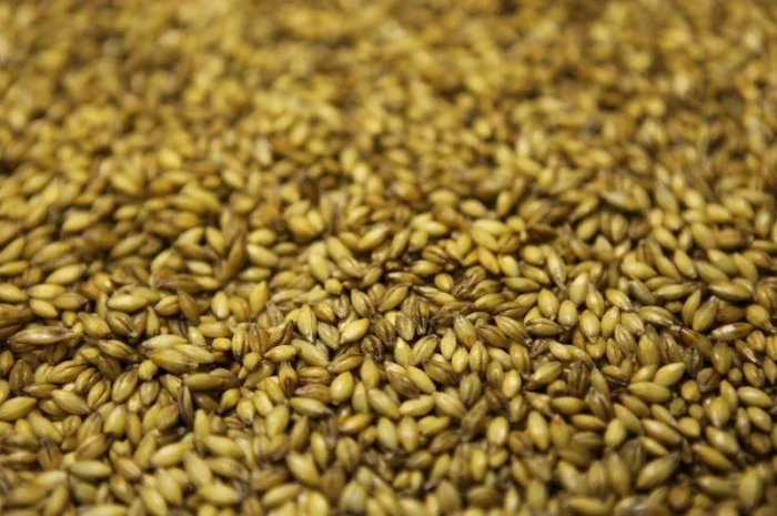 Продам фуражну пшеницю- фото № 1