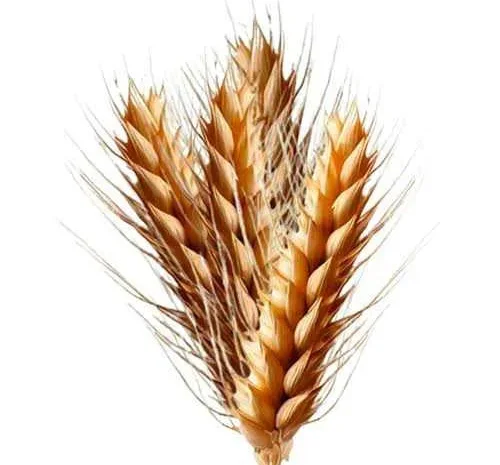 Пшениця та ячмінь (фураж) 2025 року врожаю.- фото № 1