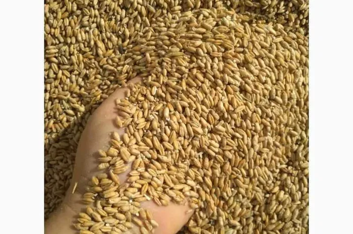 Продам пшеницу фуражную- фото № 1