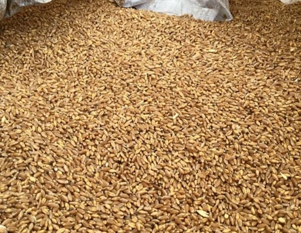 Продам фуражну пшеницю- фото № 1