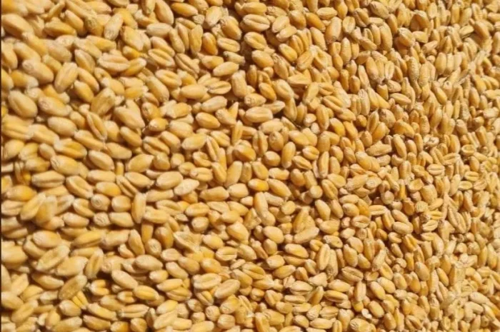 Продам пшеницю фуражну .- фото № 1