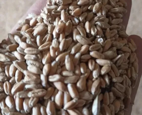 Продам пшеницу не дорого- фото № 1