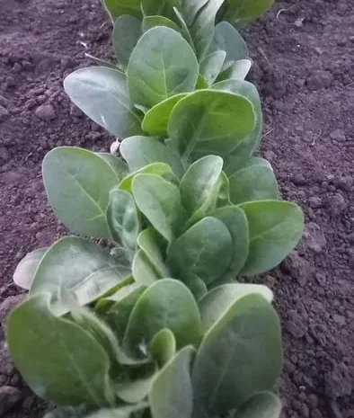 Розсада табака кріпкого- фото № 1