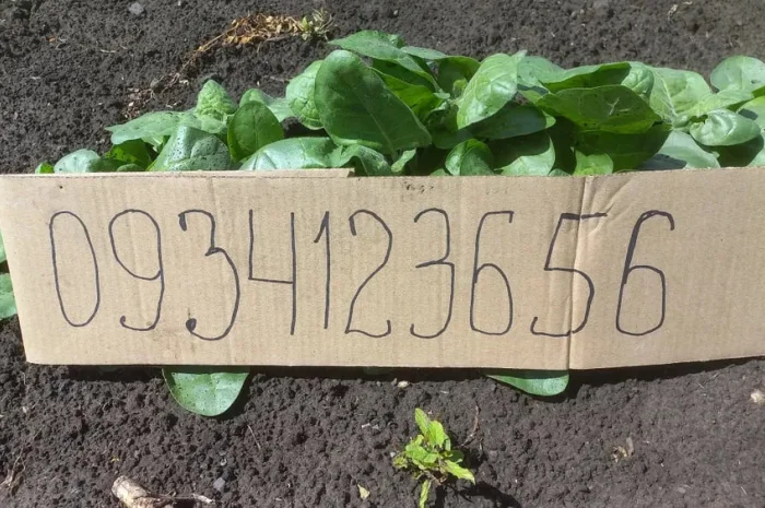 Розсада табака кріпкого- фото № 2