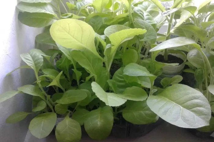 Рассада табака (Вирджиния, Дюбек, Американ)- фото № 1