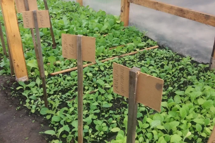 Продам рассаду табака- фото № 1