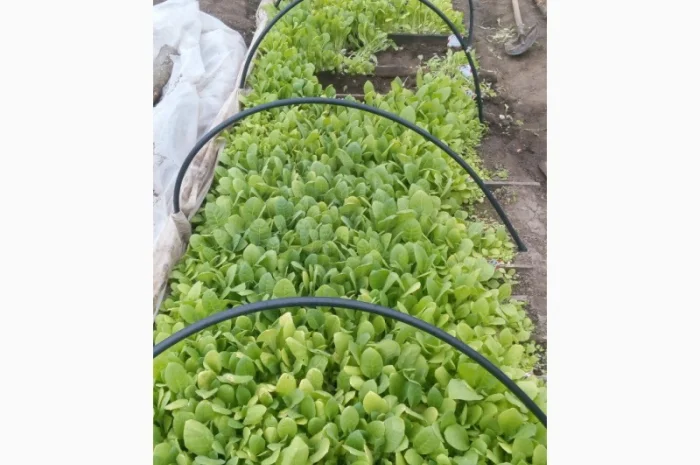 Продам розсаду тютюну- фото № 1