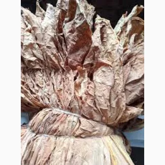 Продам листя тютюну, Тернопільська обл.- фото № 1