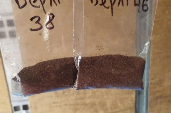 Насіння тютюну- фото № 1