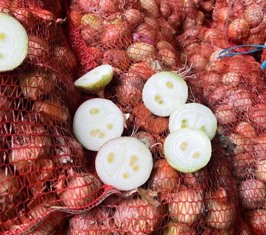 Лук сорта Штутгарт для зелёного пера- фото № 1