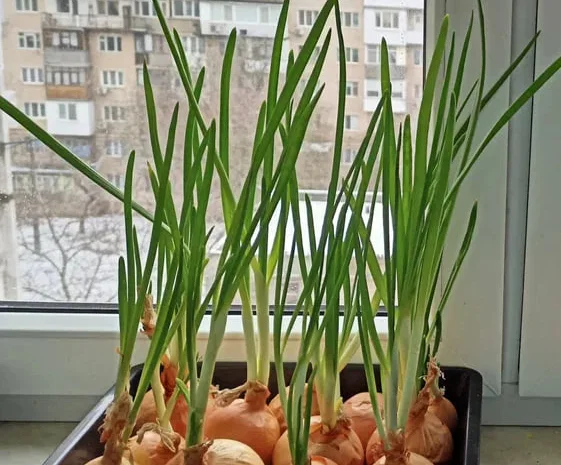 Свіжий лук перо, зелена цибуля на продаж- фото № 1