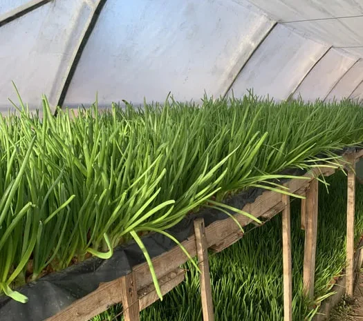 Зелений лук перо високої якості- фото № 1