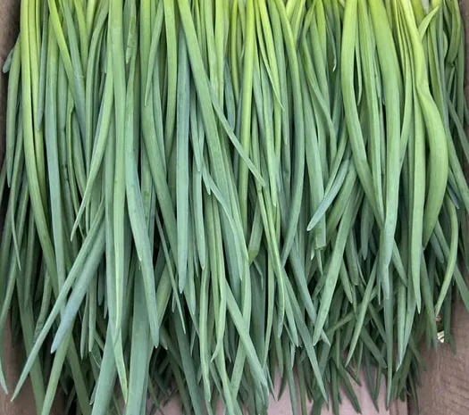 Зелена Цибуля на перо для продажу- фото № 1
