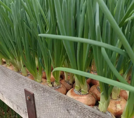 Свіжа зелена цибуля на перо- фото № 1