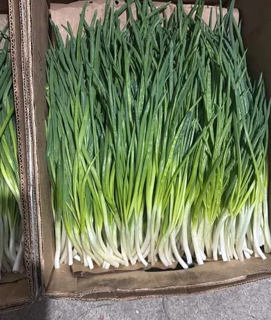 Зеленая цибуля на продажу- фото № 1