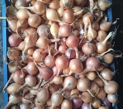 Цибуля на перо от домашнего производителя- фото № 1