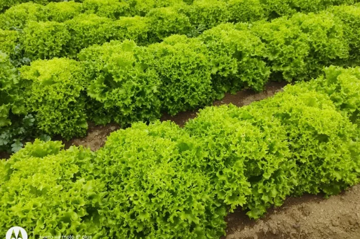 Свежая зелень под заказ- фото № 1