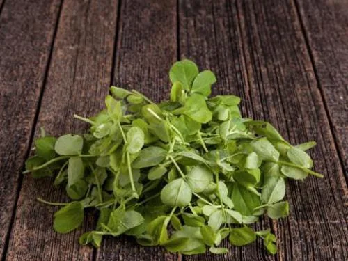 Свіжий салат Маш на продаж- фото № 1