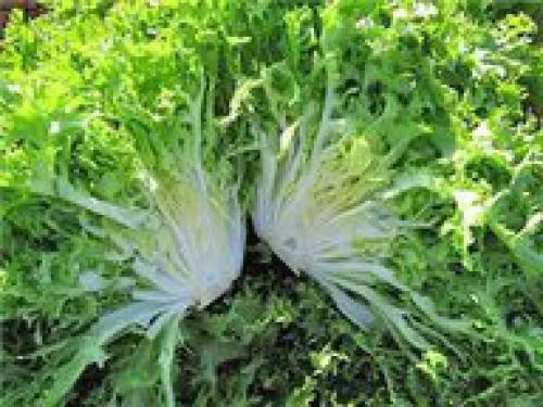 Салат Фризе від українського виробника- фото № 1