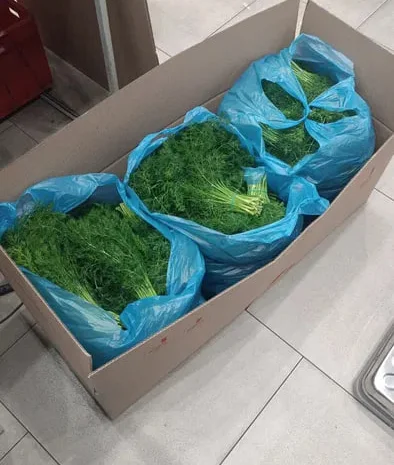 Зелень укроп и петрушка в продаже- фото № 1