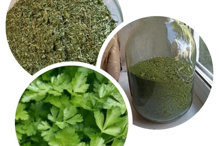 Сушений кріп і петрушка 2025 року- фото № 1