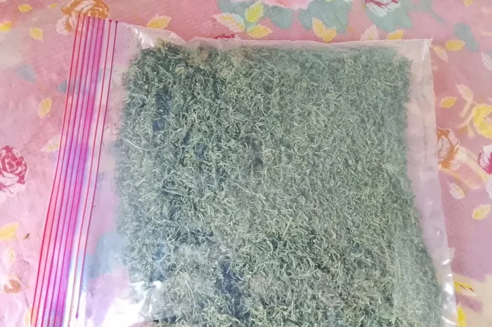 Сушений кріп, петрушка, цибуля домашні- фото № 1