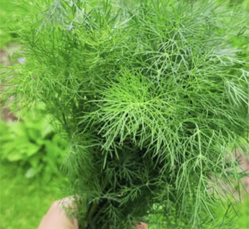 Продажа свежей зелени и салатов оптом- фото № 1