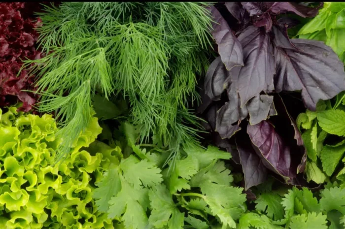 Свіжа зелень оптом та вроздріб: петрушка, укроп- фото № 1