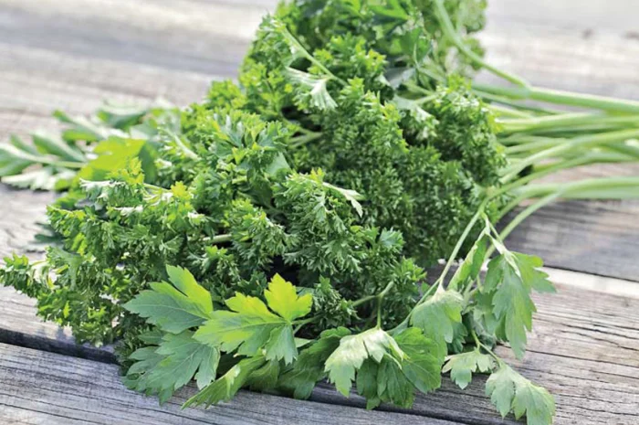 Свіжий кріп та петрушка з Узбекистану- фото № 1
