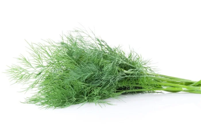 Свіжий укроп (100 г) для ваших страв- фото № 1